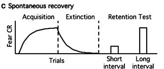 习得、消退和自发恢复